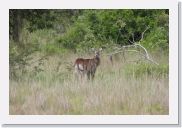 08AkageraAllDayGameDrive - 059 * Water Buck.